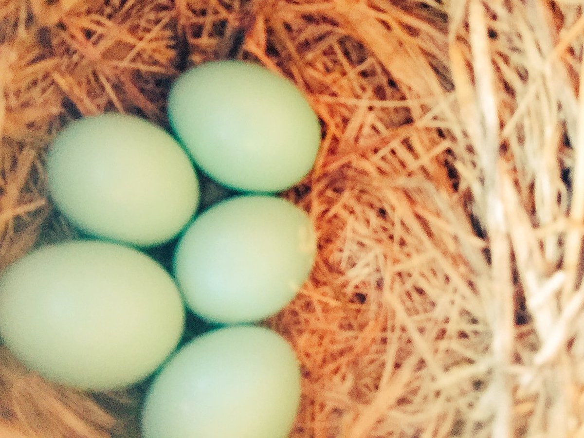 opbluebirdys's tweet photo. Box6 has five new #bluebird eggs! Bluebirds make several nesting attempts in a season, so it is important to remove old nests. https://t.co/zLbvCw2V3q
