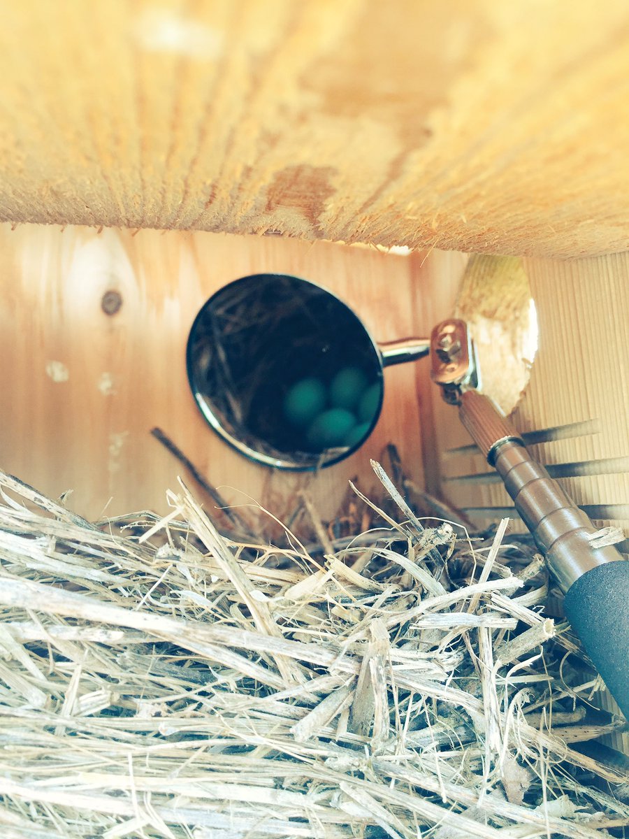 opbluebirdys's tweet photo. Box6 has five new #bluebird eggs! Bluebirds make several nesting attempts in a season, so it is important to remove old nests. https://t.co/zLbvCw2V3q