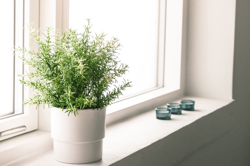 FoodMattersFilm's tweet photo. Find out some of the best air-purifying houseplants here https://t.co/8wvOsjm5qR
#healthlyhome #houseplants #freshair 🍃 https://t.co/0TxyOWPN7W