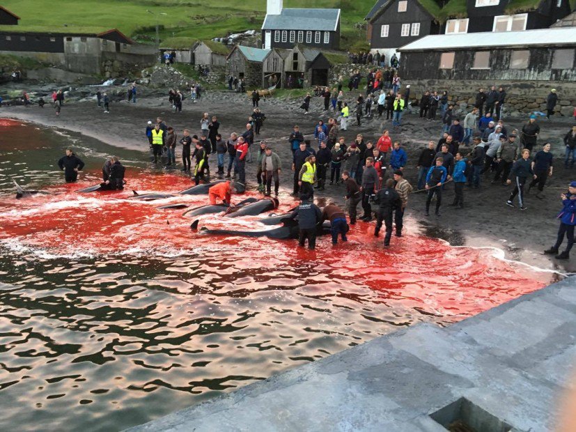 Seasaver's tweet photo. Estimated 40 pilot whales cruelly slaughtered in the Faroe Islands tonight ~> https://t.co/qdyqttV7IP #Faroes https://t.co/bEZCBoSP3r