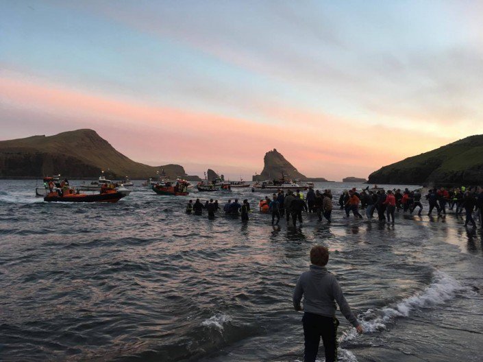 Seasaver's tweet photo. Estimated 40 pilot whales cruelly slaughtered in the Faroe Islands tonight ~> https://t.co/qdyqttV7IP #Faroes https://t.co/bEZCBoSP3r