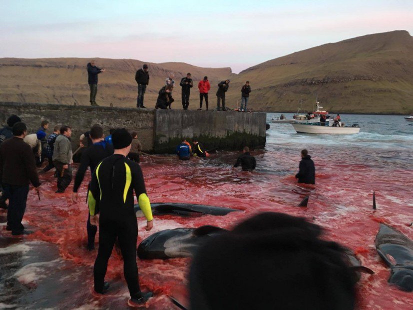 Seasaver's tweet photo. Estimated 40 pilot whales cruelly slaughtered in the Faroe Islands tonight ~> https://t.co/qdyqttV7IP #Faroes https://t.co/bEZCBoSP3r