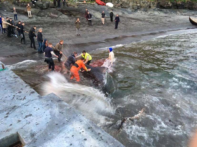 SeaShepherd_CL's tweet photo. Horror, tristeza, indignación. Primeras imágenes del #Grind en Bour, Islas Faroe. RT!#OpBloodyFjords #OpGrindini #OpGrindstop #SeaShepherd https://t.co/OJSpOOtzG7