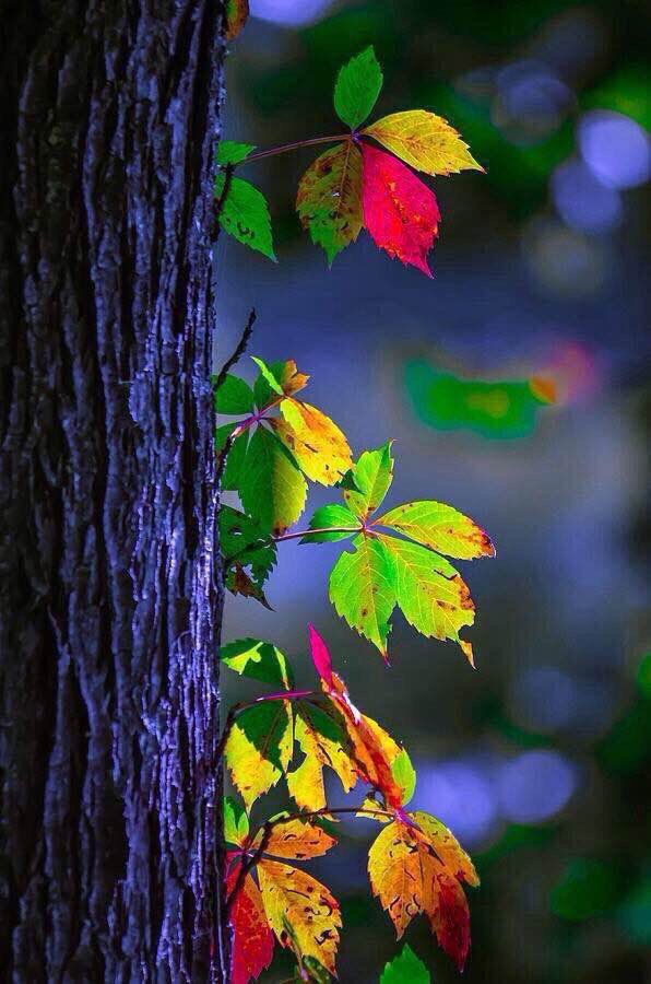 "I will no cause pain without allowing something New to be born."🌈Isaiah66:9