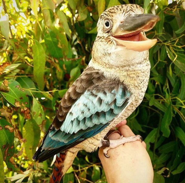 Who's this happy little kookaburra you ask!? This is  Slim Dusty, a female blue-winged kookaburra who is an absolute gem!