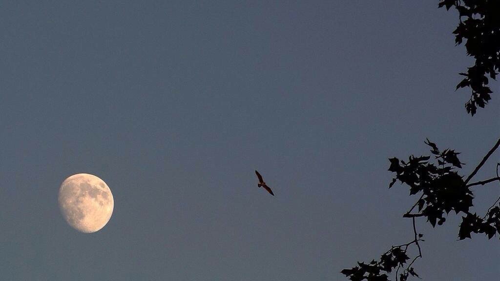 "God is still reaching the lost in the darkest in time. The moon is the faithful witness in the sky."💫