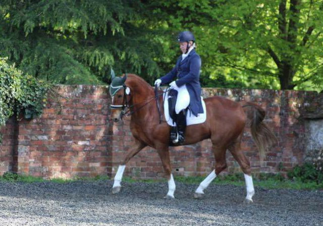 NHeventing's tweet photo. 3rd PSG for orange horse today. Nailed his tempis and canter piris much improved. He's such a good lad! https://t.co/K7a7kFMYP1