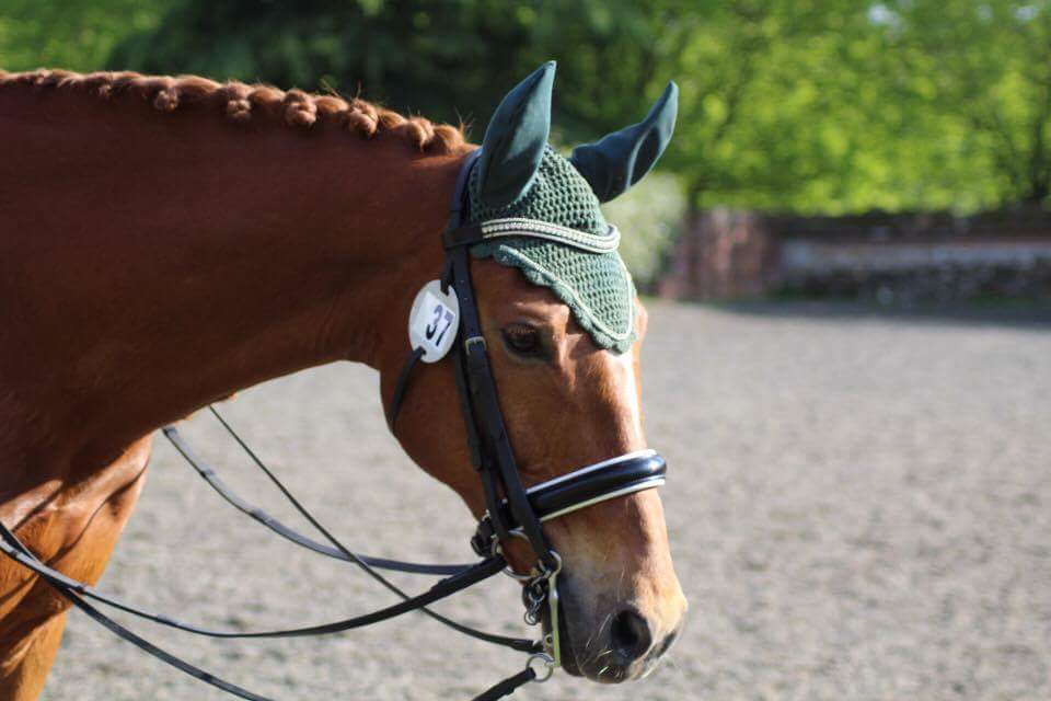 NHeventing's tweet photo. 3rd PSG for orange horse today. Nailed his tempis and canter piris much improved. He's such a good lad! https://t.co/K7a7kFMYP1