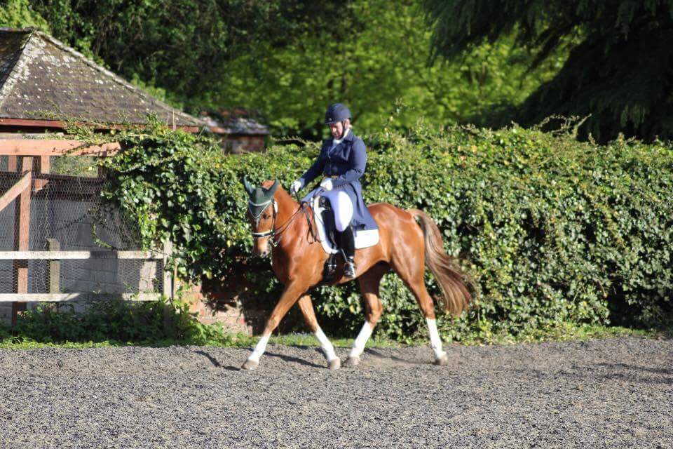 NHeventing's tweet photo. 3rd PSG for orange horse today. Nailed his tempis and canter piris much improved. He's such a good lad! https://t.co/K7a7kFMYP1