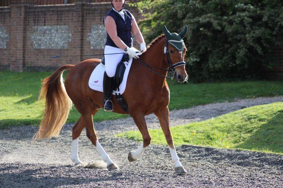 NHeventing's tweet photo. 3rd PSG for orange horse today. Nailed his tempis and canter piris much improved. He's such a good lad! https://t.co/K7a7kFMYP1