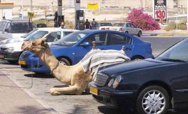 YourDailyDish.com on Twitter: "#Camel parking? #Dubai https://t.co/W5Or9sesiG https://t.co/TOBhxl4EGD" / Twitter