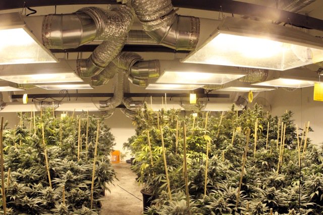 HIGH_TIMES_Mag's tweet photo. The 21 Best Growroom Tips and Tricks from Pros. https://t.co/U4ghYa3wj4 https://t.co/u9oROJ5bpf