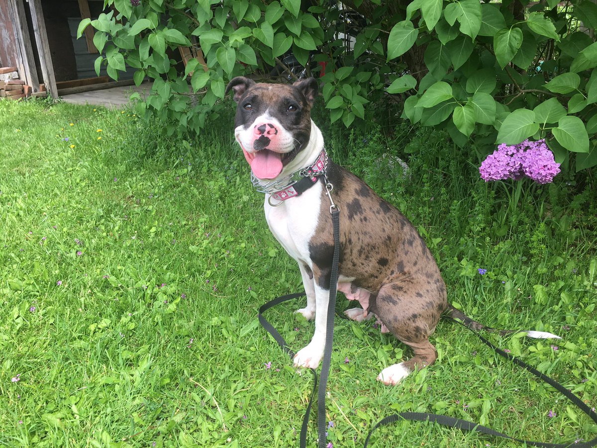 llizzzzy's tweet photo. I have had such an amazing day. I wish I could spend everyday hanging out w shelter dogs ❤🐶 https://t.co/VLOQbAVjIi
