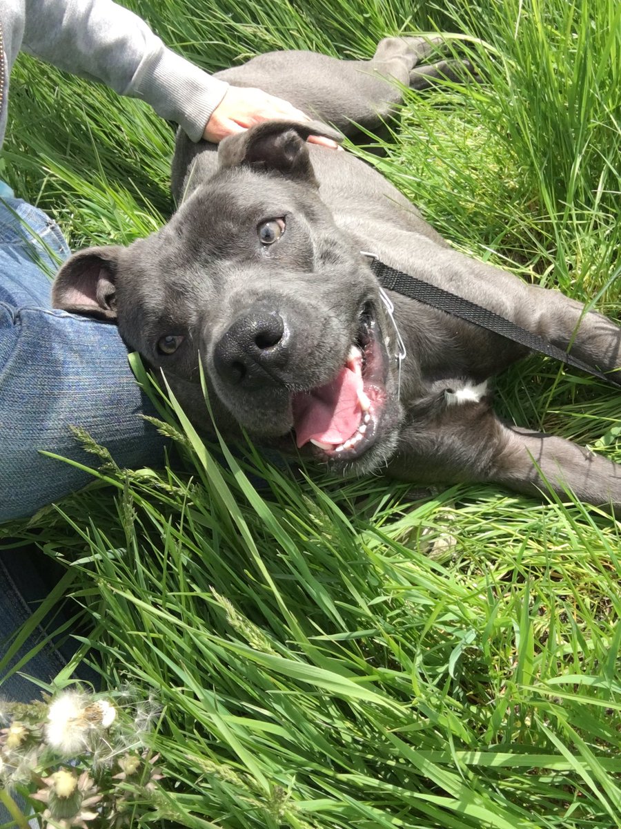 llizzzzy's tweet photo. I have had such an amazing day. I wish I could spend everyday hanging out w shelter dogs ❤🐶 https://t.co/VLOQbAVjIi