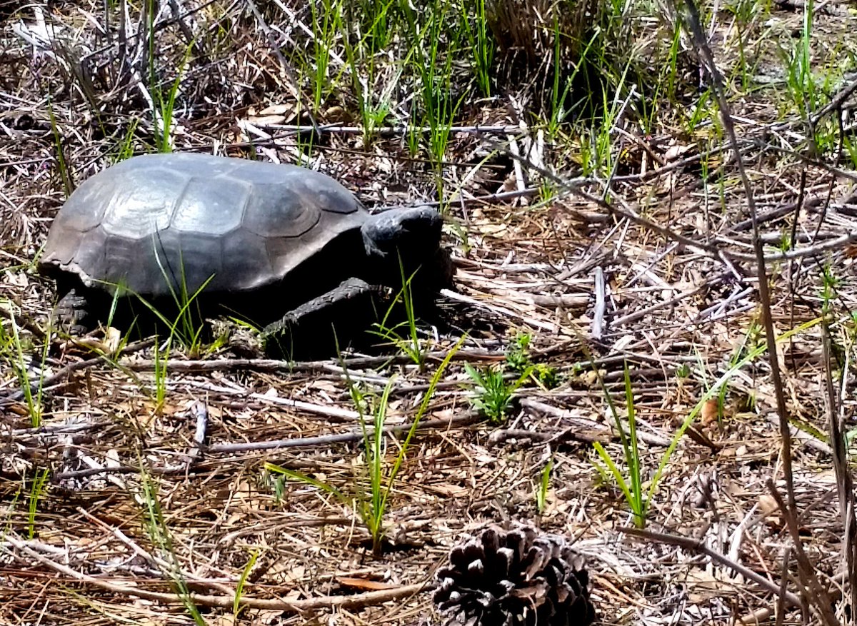 Globetoppers's tweet photo. Summer-the-dog #firstselfie #longhike #almosthadtomedevacherout #elder #shemadeit #GeorgeLeStrange #FL
#lostsnail #gophertortoise https://t.co/3lM5UsZasT