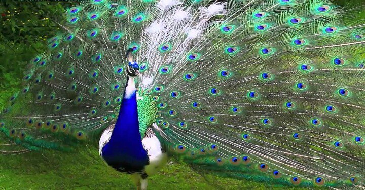 GodCreated_'s tweet photo. The feathers of a Peacock, possess microscopic ‘crystal-like structures’, which reflect various wavelengths of lights based on their spacing https://t.co/7mZtaREyWc