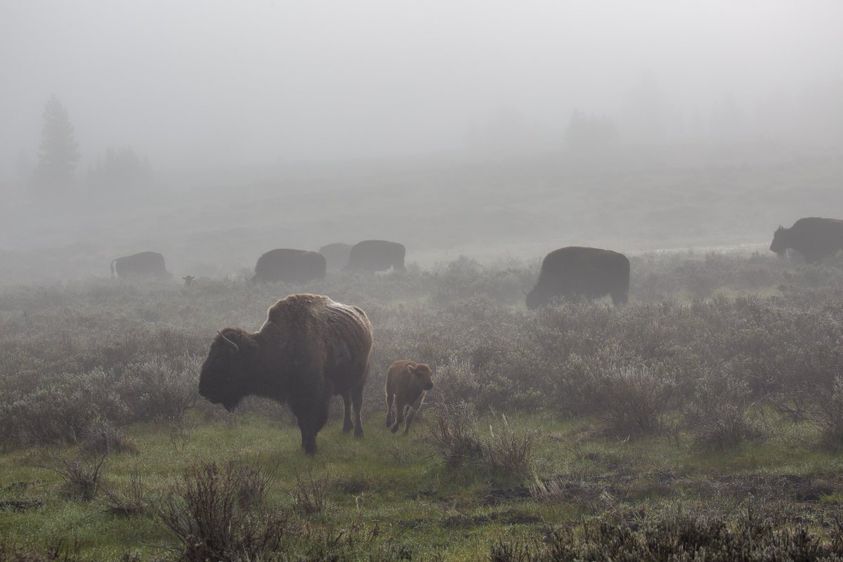 YellowstoneNPS tweet picture