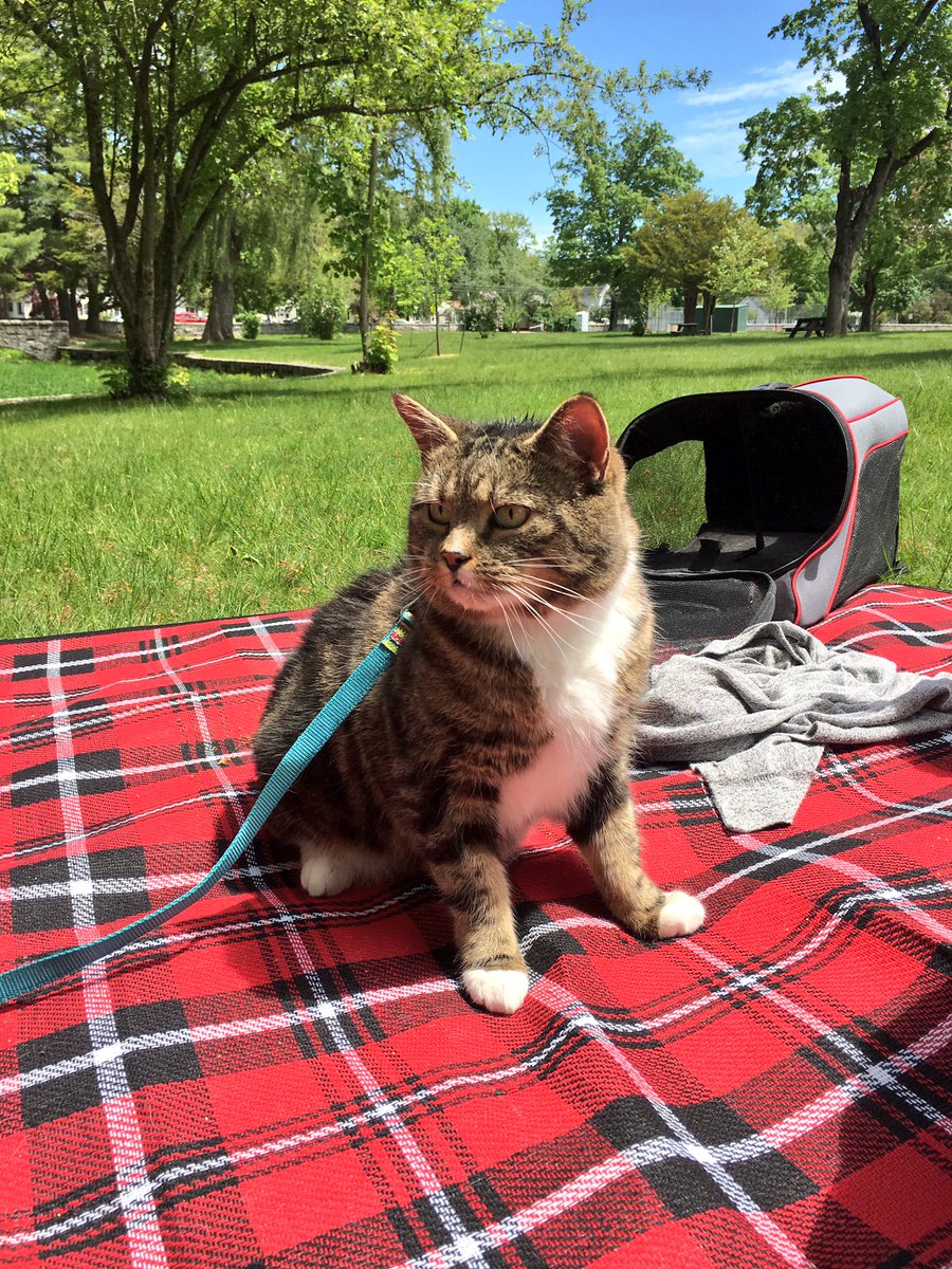 nmcshinsky89's tweet photo. #SundayFunday at the park with #Oatsy! #CatsOfTwitter @IntownConcord @CatsInNH https://t.co/qOfbFDBCCA