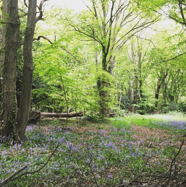 CountryLifeLdn's tweet photo. Looking for a moment of calm in the city? Here's a great map to help find your peaceful #London #oasis @tranquilcityapp https://t.co/zc8Uf6UKBk