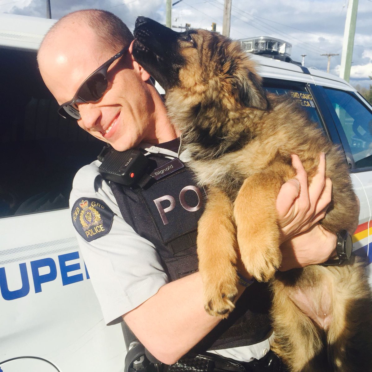 GRCdeSurrey's tweet photo. Des câlins de Koda – qui pourrait y résister? Un de nos agents avec Koda, un chien policier qu’il élève #Semainedelapolice #NotreVision https://t.co/7IciAsHeFW