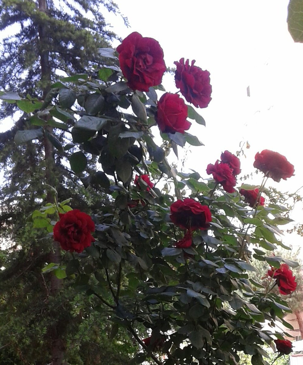 AydinNursen's tweet photo. GÜNE HAYATA YAŞAMA SEVGİYE INADINA UMUTLA SEVGİYLE
GÜNAYDINLAR🙆🙌💙💖💚💟
DÜNYANIN BÜTÜN SABAHLARINA
GÜNAYDINLAR🌞🐞☕🍵🍫🏁🏁🏁 https://t.co/sH7599OOpi