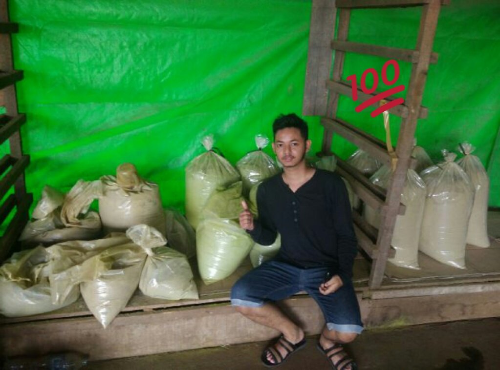 Misyaurikratom's tweet photo. @GoodLookingLosr #iamkratom #keepkratomlegal #borneoindonesia https://t.co/O9ImzG30N0