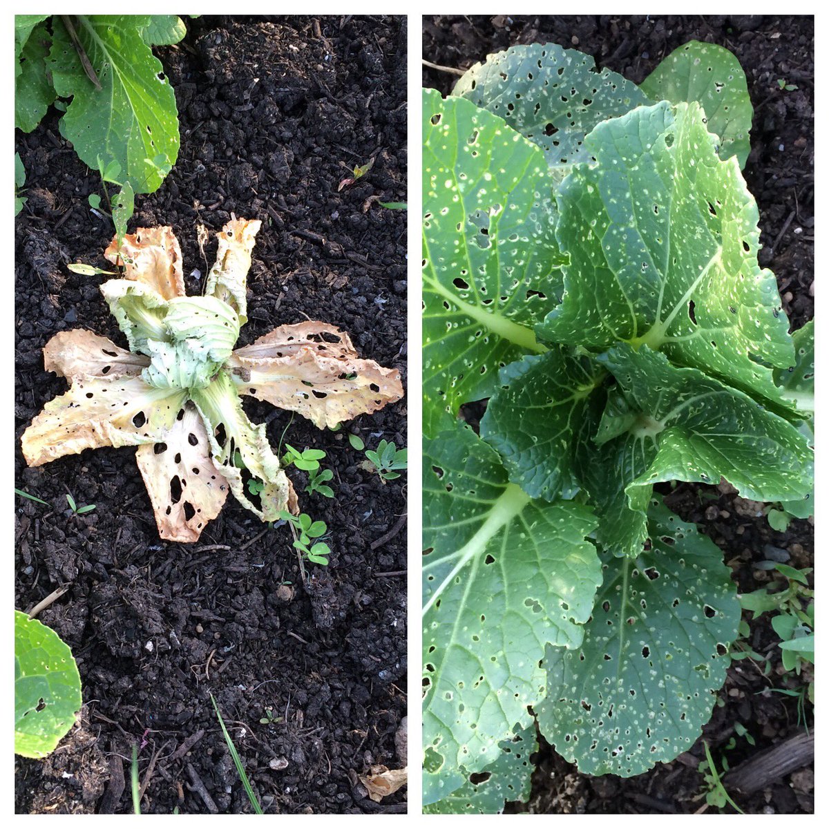 SOH_farm's tweet photo. Week 20 farm fail: massive devastation by cabbage root flies and flea beetles. Farm win: tomatoes transplanted in the ground! #farmreality https://t.co/s1pstInt8Q