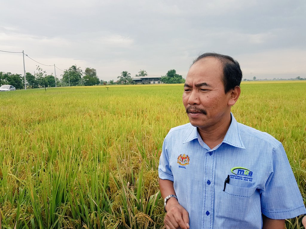 IsmailBakar60's tweet photo. Benih padi sah yg mapan perlu dipelbagaikn bg memastikan relevan kpd industri. #foodsecurity #ourfoodourfuture  @shaberyc @moaMalaysia https://t.co/KVgV7ZBnv3