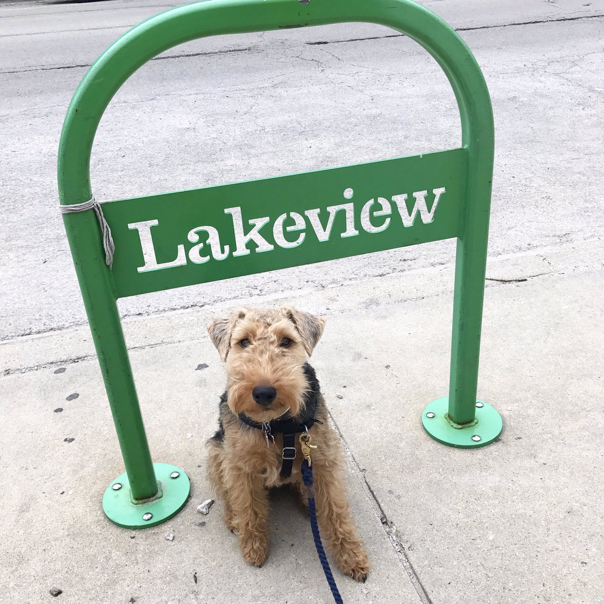 mabelthewelsh's tweet photo. Lakeview Pup 🐾 @ThisIsLakeview https://t.co/IbXkyF13nz