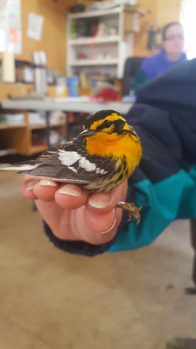 ethan_quinton's tweet photo. Bird banding at the #HilliardtonMarsh Woot! #EasternKingbird #CommonYellowthroat #BlackburnianWarbler #BlueHeadedVireo https://t.co/5id8EL3vDJ