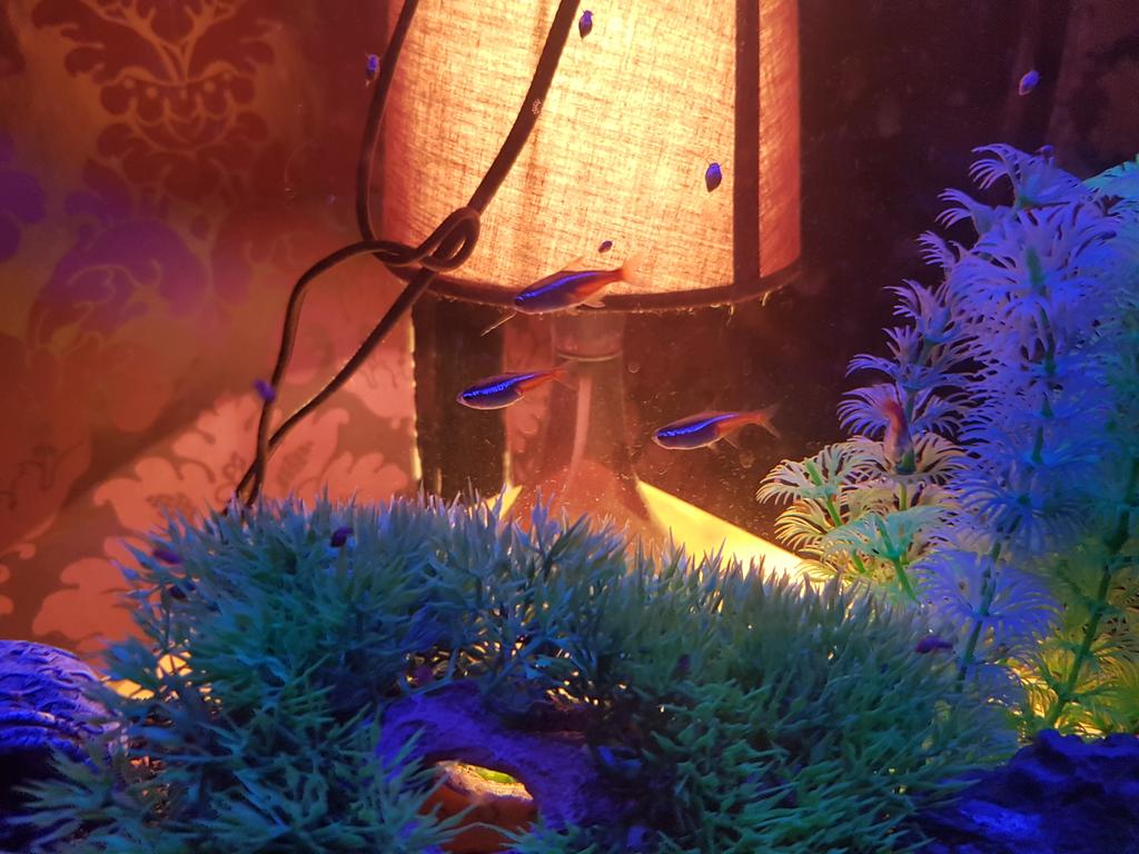Jenz_rocks's tweet photo. I have a fish thats pulled a Hudini on me! #5-1=4 #NoBodyNoCrime #NeonTetra #missingfish https://t.co/S9SGjtBW1G