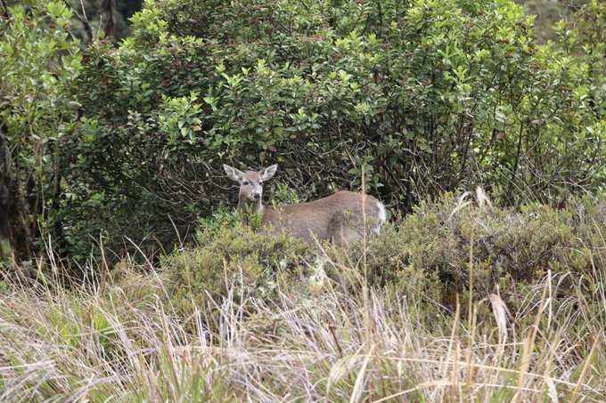 Ver imagen en Twitter