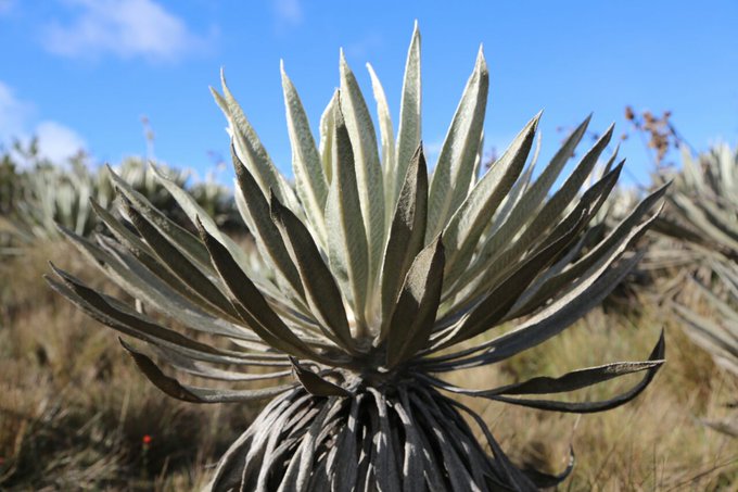 Ver imagen en Twitter