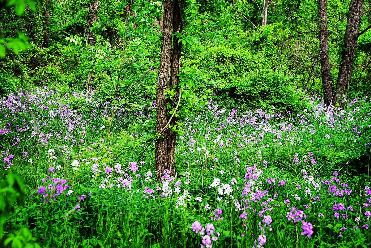 Walking among the #wildflowerhour #wildflowers #SonyAlpha