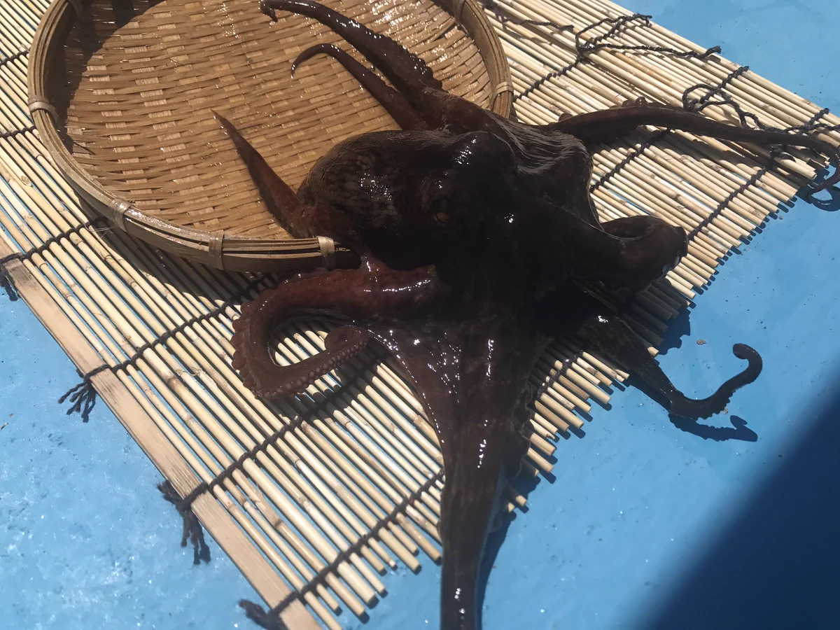 マスコミによる風評被害ｗｗｗアニキサスについて中途半端な報道して関係ない海産物にまで悪影響が出てるｗｗｗ