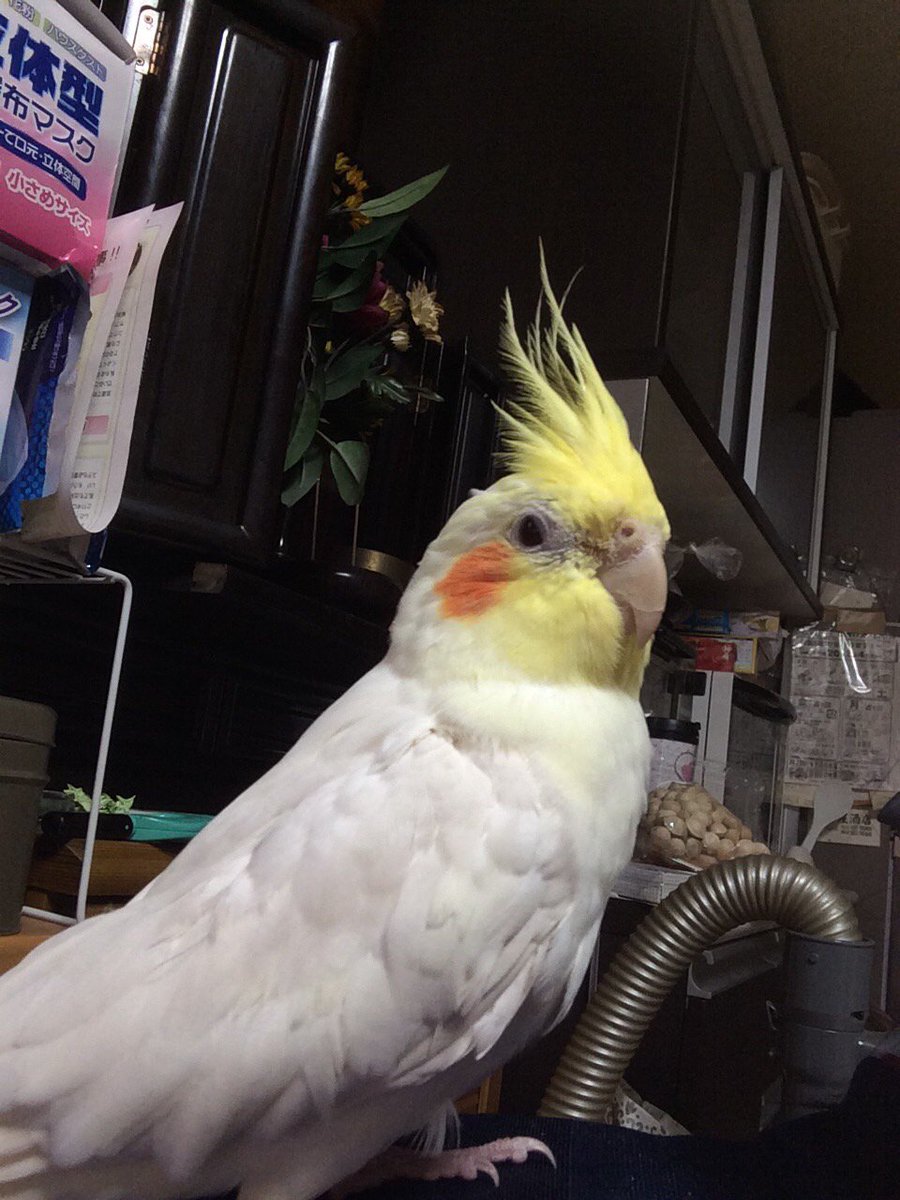 Searily 迷子ペット情報共有サイト Rt垢 Ar Twitter 日時 H29 5月18日 場所 横浜市鶴見区下野谷町 種類 オカメインコ 年齢 4歳 性別 雄 大きさ 30cm 特徴 ほっぺに丸いオレンジ 迷子鳥 拡散希望 迷い鳥 99 T Co Umhh6lys9y