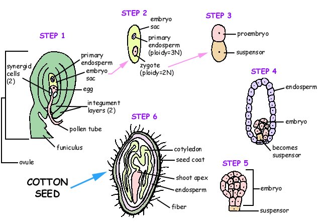 TJJohnsBio120's tweet photo. Another study tool #Bio120Sp17 @NutmegSomething https://t.co/I3Q5QHbiGJ