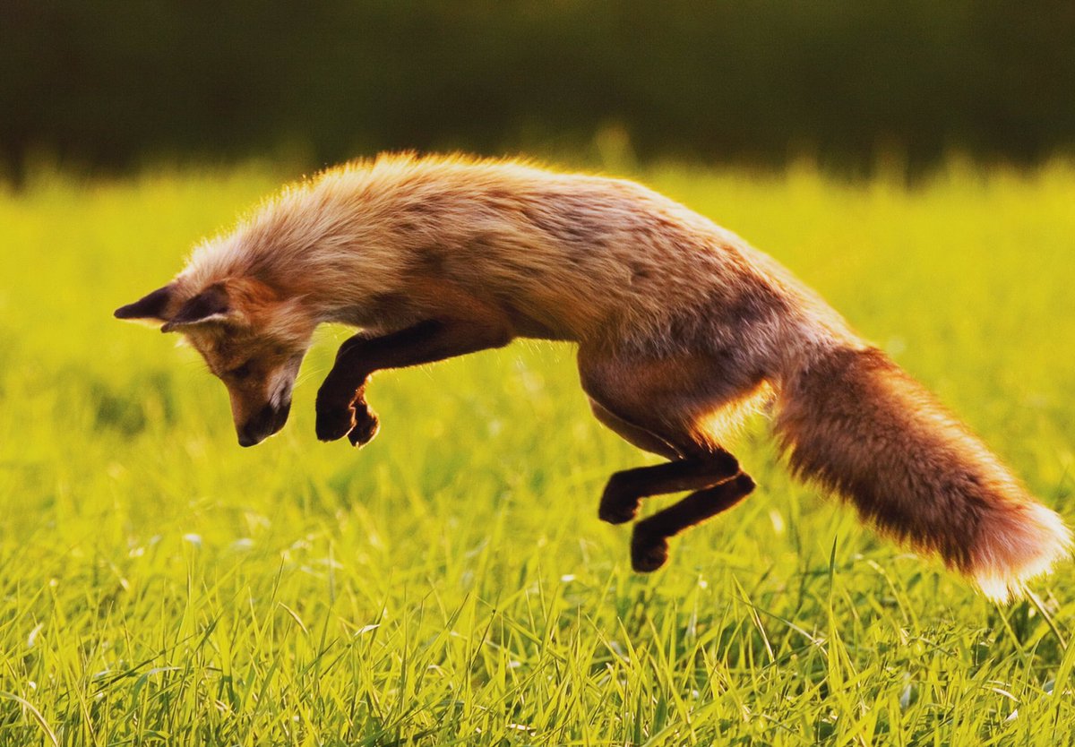 midwesthear's tweet photo. #listenup Fact: The hearing of a fox is so good it can hear a mouse squeak 330 ft away. #BHSM #ent #midwest #audiologist #learning #FunFact https://t.co/UHf06fAovF