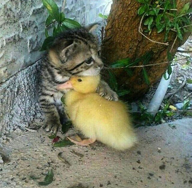 __6cv's tweet image. 皆さんこんばんは.