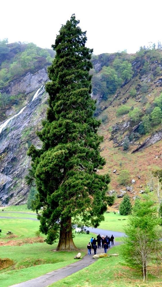 orgdublintours's tweet photo. The Longest Tree

#dublin #dublinwalking #europetours #dublintours  #travel #guide #discover #enjoy #experience

https://t.co/oVDsisgM0D https://t.co/qbCpVLvcG0