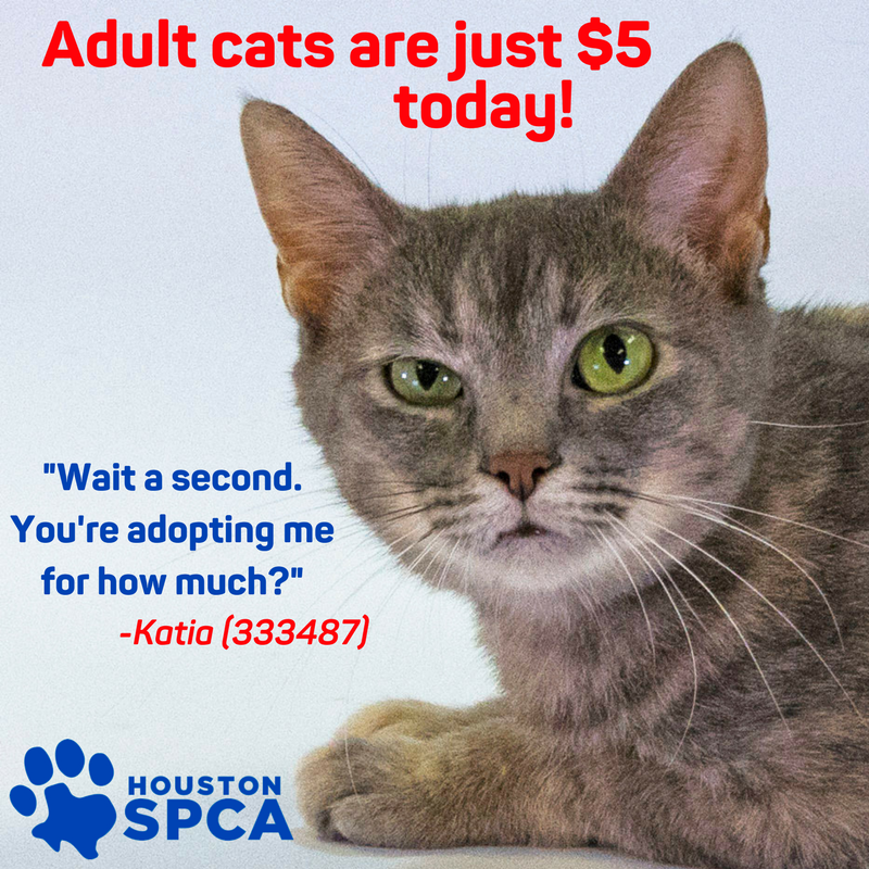 HoustonSPCA's tweet photo. Don't be skeptical like Katia...it's true! All cats 6 months and older are just $5 to adopt. But hurry, the Memorial Day special ends TODAY! https://t.co/sqHwYLEnSv