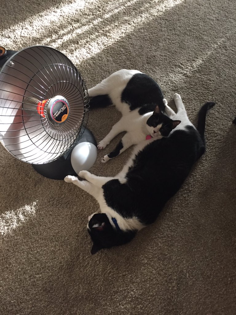KaylaKrantman's tweet photo. @b1azen I highly recommend a male tuxedo cat. This is mine ON A DIET. https://t.co/ejWAZZCpgl