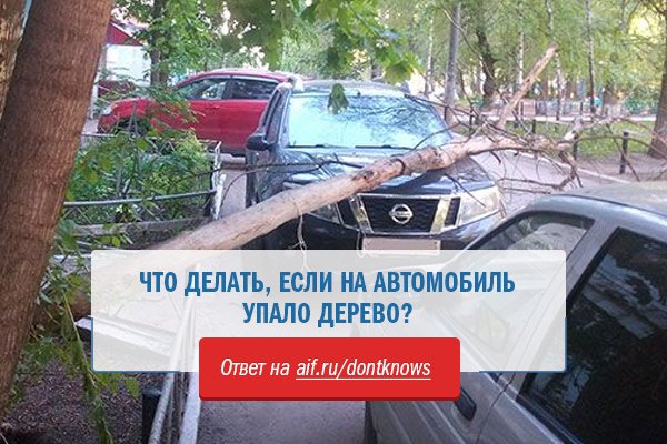 Кому звонить если упало дерево. Что делать если на авто упало дерево. на человека упало дерево что делать. аргументы и факты машина на дереве. что делать если на человека упало дерево.