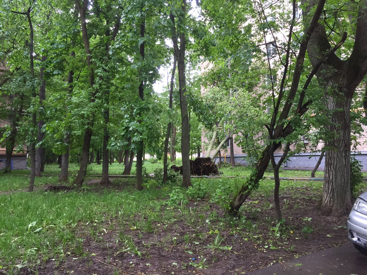 Free_elefant's tweet photo. #ураган #москва #ломоносовский жуть, как в кино, вот-вот ещё и годилась по академии наук полезет с воплями https://t.co/AyzlO8W7zO