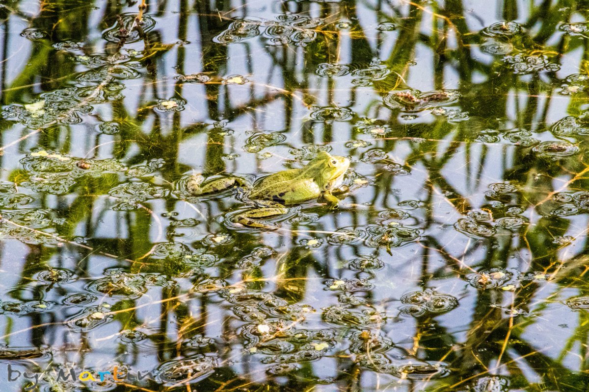 SunshineImages's tweet photo. #frog #photography #spring #nature #naturelovers #bymartine https://t.co/0dY4QvilHz
