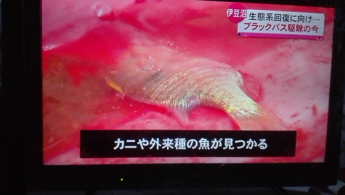 ブラックバス駆除