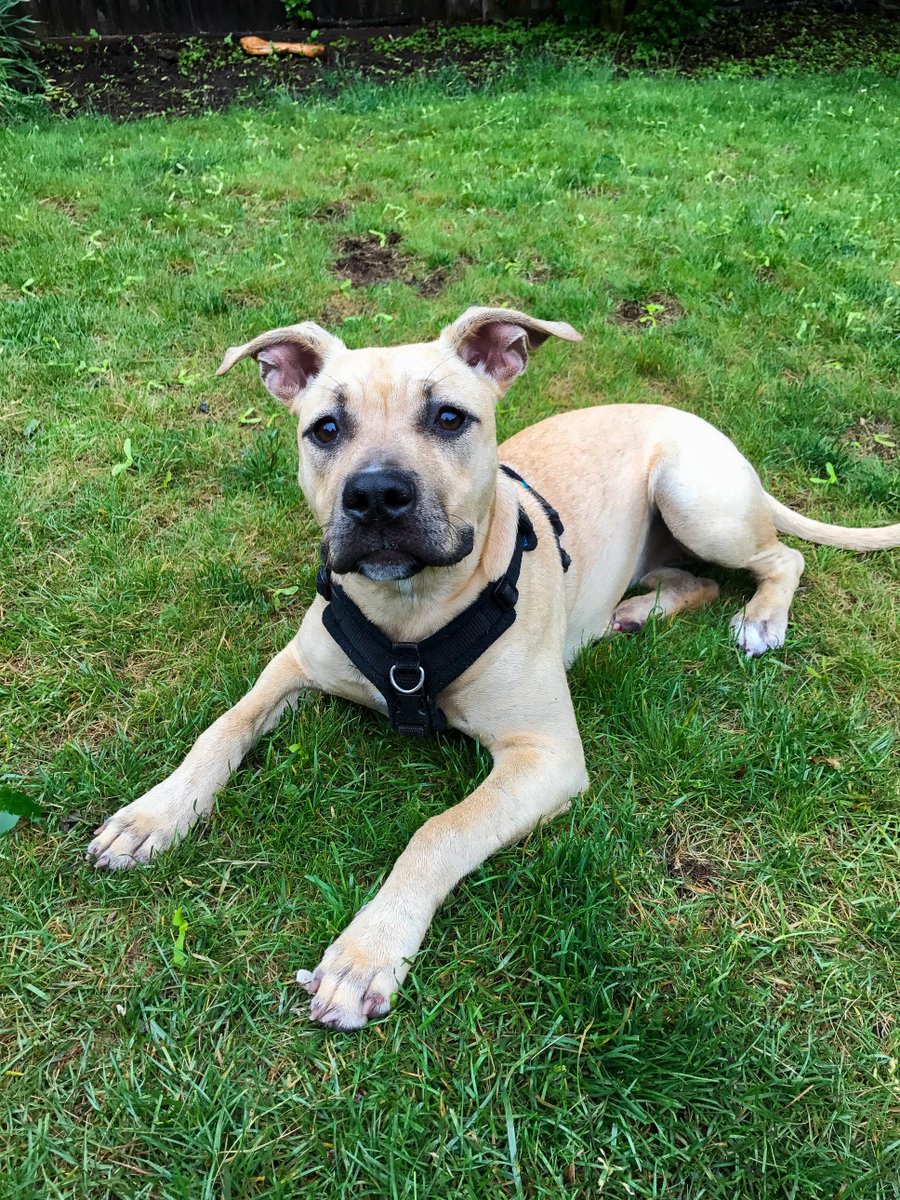 whiskeypants's tweet photo. So let me leave you for now with a picture of my perfect 7 month old pibble, Sally Bowles. https://t.co/b3uAJL3yUH