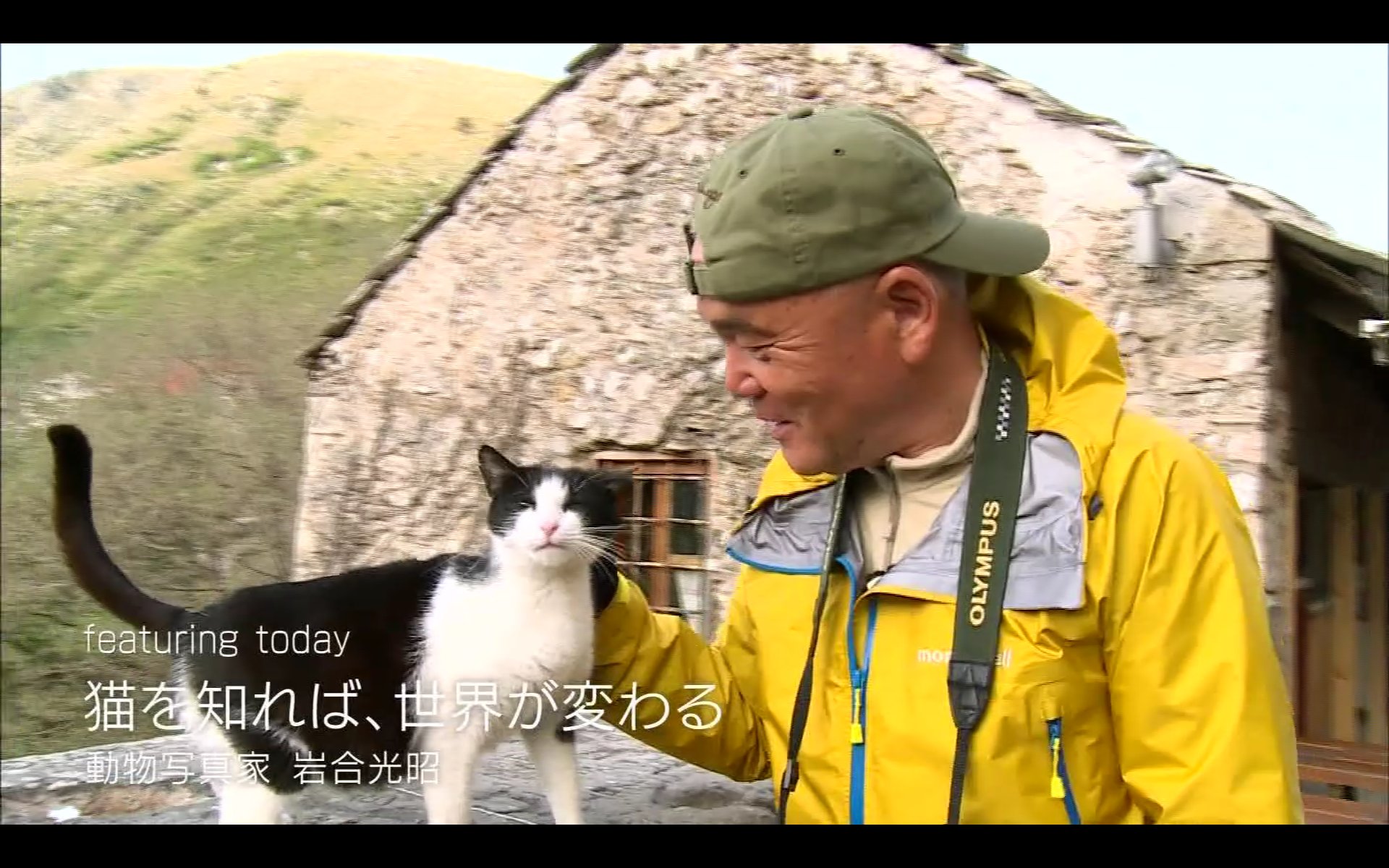 わび さび 岩合さん 猫スペシャル ナショジオ National Geographic 表紙 日本人初 わろてんか 葵わかな プロフェッショナル 岩合光昭 ぬこ T Co 2ntlujktl0 Twitter