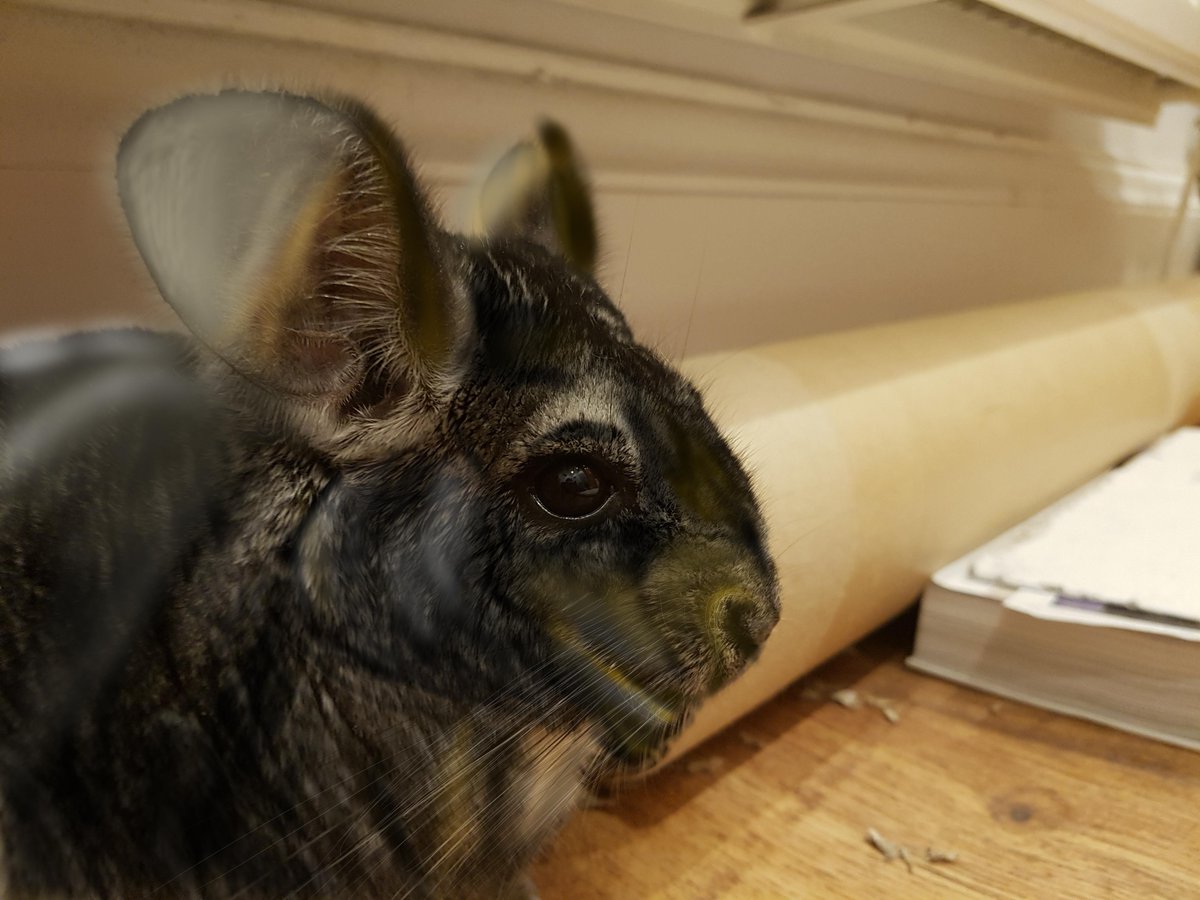 Eljulihan's tweet photo. Chinchilla the horse..
#chinchilla #cutechinchilla #art #digitalart #horse https://t.co/Se6KcJvxkg