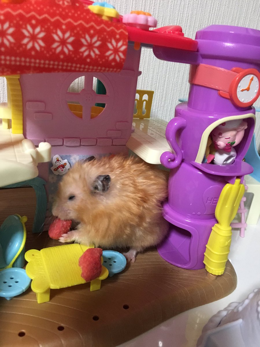 ゆえゆえ ハムスターは美味しい かわいいいちごと美味しいハムスター Hamster ハムスター たわし けだまつり ああ たわちゃんとイチゴに気を取られて詰め込まれてるかわいそうなここたまを助けるのをすっかり忘れてた ゆえゆえ ハムスターは美味しい かわいいいちごと美味しいハムスター Hamster ハムスター たわし けだまつり ああ たわちゃんとイチゴに気を取られて詰め込まれてるかわいそうなここたまを助けるのをすっかり忘れてた